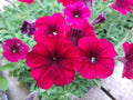 Petunia Easy Wave Red Velour Live Plants, 10 Baby Plugs, Annual, Fast-Growing, Heat-Tolerant, 6-10" Height, 30-39" Spread