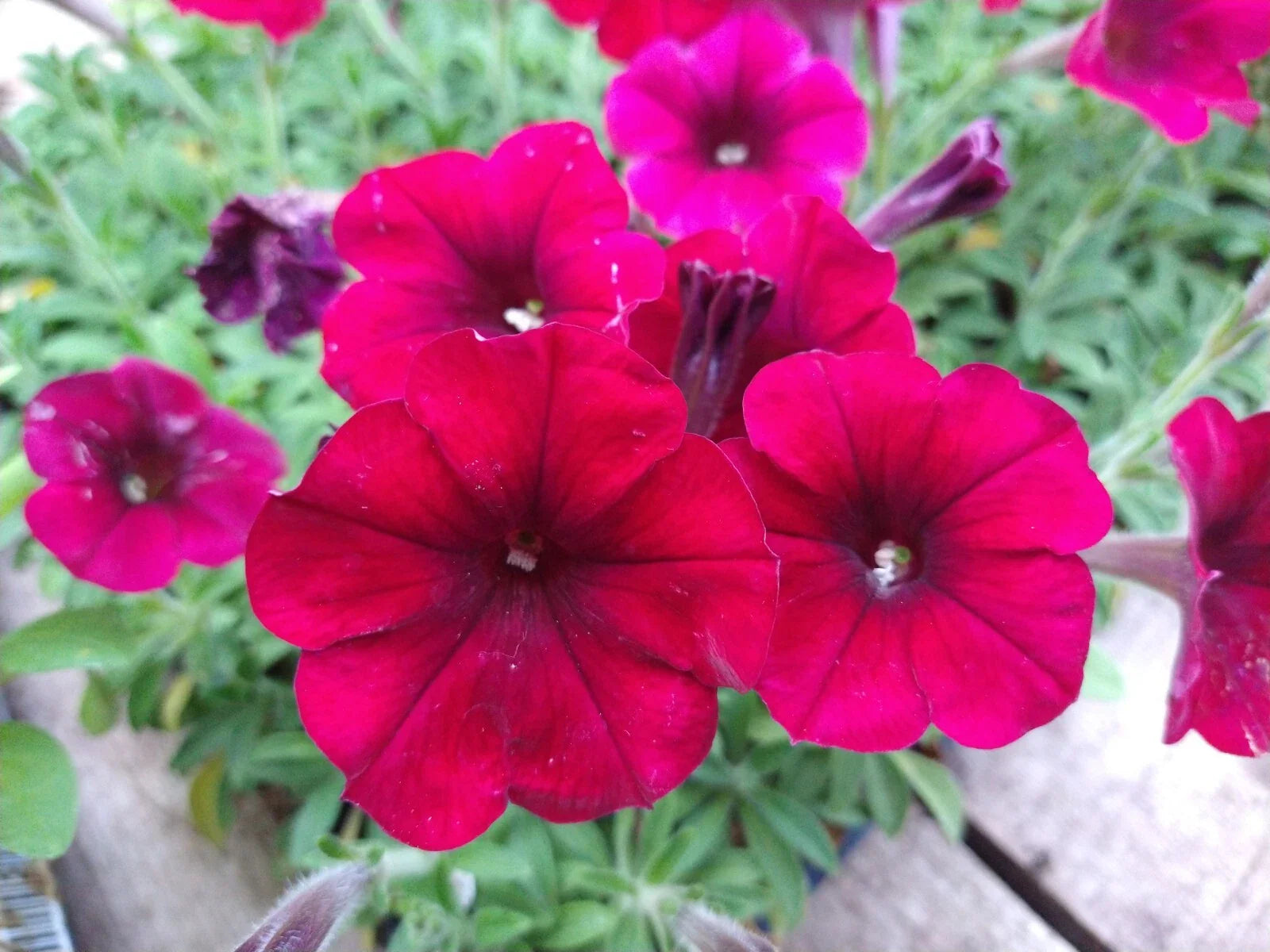 Petunia Easy Wave Red Velour Live Plants, 10 Baby Plugs, Annual, Fast-Growing, Heat-Tolerant, 6-10" Height, 30-39" Spread