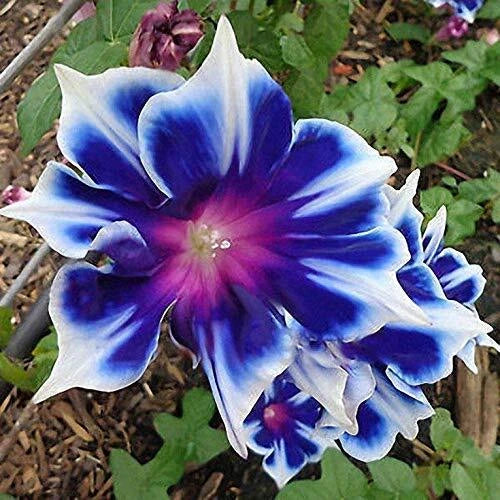 Morning Glory Seeds 100pcs Pack Beautiful Perennial Flower Seeds for Garden (Ipomoea)