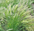 Prairie June Grass Seeds - Native Ornamental, Drought & Heat Tolerant, Easy Care (Koeleria macrantha)