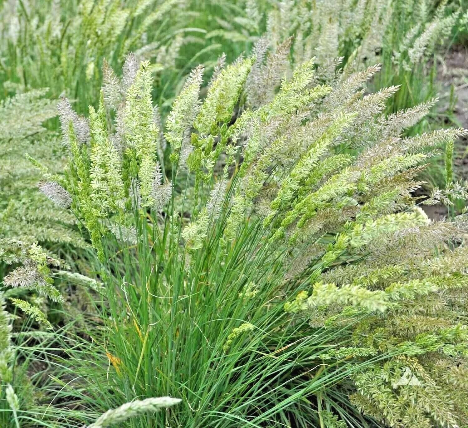Prairie June Grass Seeds - Native Ornamental, Drought & Heat Tolerant, Easy Care (Koeleria macrantha)