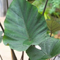 Tea Cup Elephant Ear Bulb - Colocasia Esculenta - Stunning Tropical Plant for Planting, Garden, or Indoor Decor