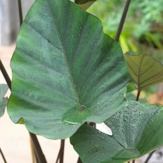 Tea Cup Elephant Ear Bulb - Colocasia Esculenta - Stunning Tropical Plant for Planting, Garden, or Indoor Decor