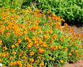 English Wallflower Seeds - 300+ Count - Groundcover & Container Variety - Erysimum cheiri