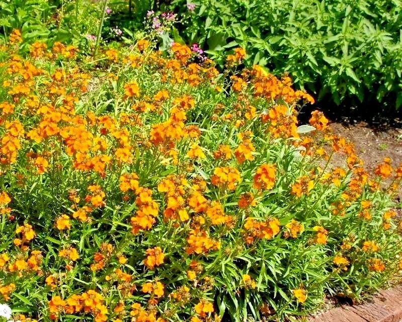 English Wallflower Seeds - 300+ Count - Groundcover & Container Variety - Erysimum cheiri