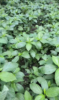 Egyptian Spinach Seeds - 200+ Seeds, Saluyot (Jute) - Molokhia - Heirloom Variety for Home Gardening