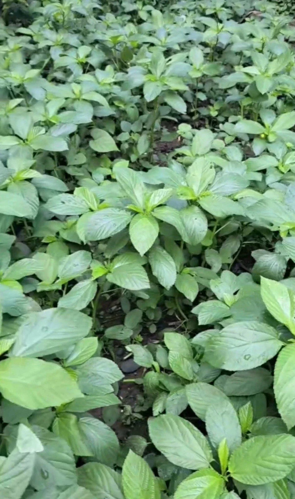 Egyptian Spinach Seeds - 200+ Seeds, Saluyot (Jute) - Molokhia - Heirloom Variety for Home Gardening