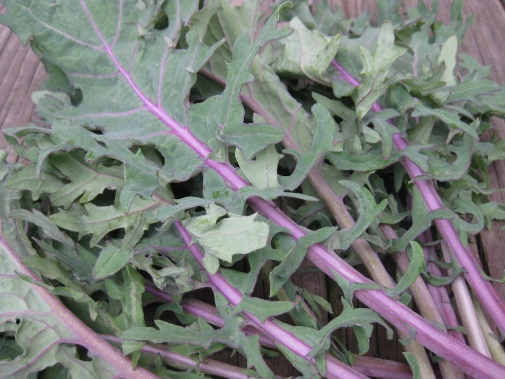 Red Russian Kale Seeds - Organic Fresh Seed - Brassica oleracea var. sabellica