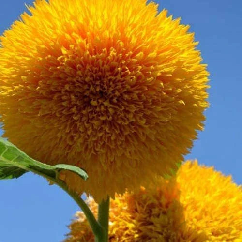 Teddy Bear Sunflower Seeds | 100+ Seeds | Exotic Garden Flower | Helianthus annuus
