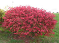 Dwarf Burning Bush Sapling - 3 Bare Root Hardy Shrubs for Privacy Hedge - Euonymus alatus