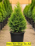 Evergreen Junior Giant Thuja Tree 2-3 ft Fast Growing Outdoor Garden Plant - Thuja plicata