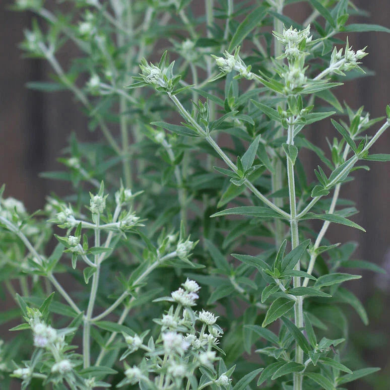 Mountain Mint Seeds - 1000 Pack - Pycnanthemum pilosum - Aromatic Herb for Gardens and Landscaping
