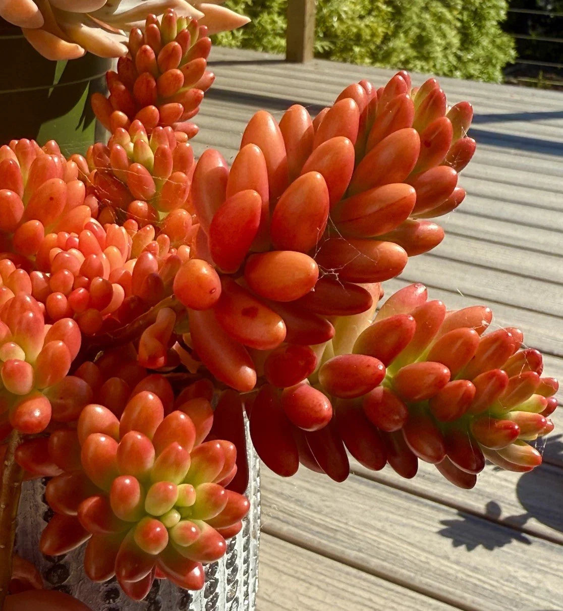 Live Succulent Cutting - Variegated Sedum Rubrotinctum 'Aurora' Pink Jelly Bean Rare Plant