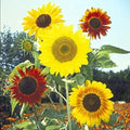 Mardi Gras Mix Sunflower Seeds - 50 Count - Colorful Blooms for Planting - Hummingbird & Butterfly Attraction (Helianthus annuus)