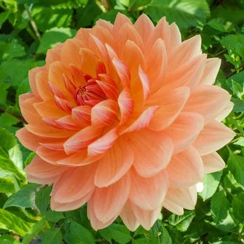 Rancho Dahlia Seeds - 25 Perennial Flower Seeds for Vibrant Blooms - Dahlia Variabilis 1144
