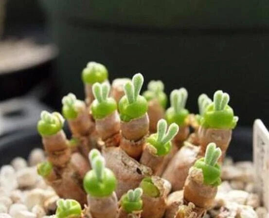 Lithops Seeds - 50 Monilaria obconica - Rare Succulent Living Stones - Unique Drought-Tolerant Plants for Collectors