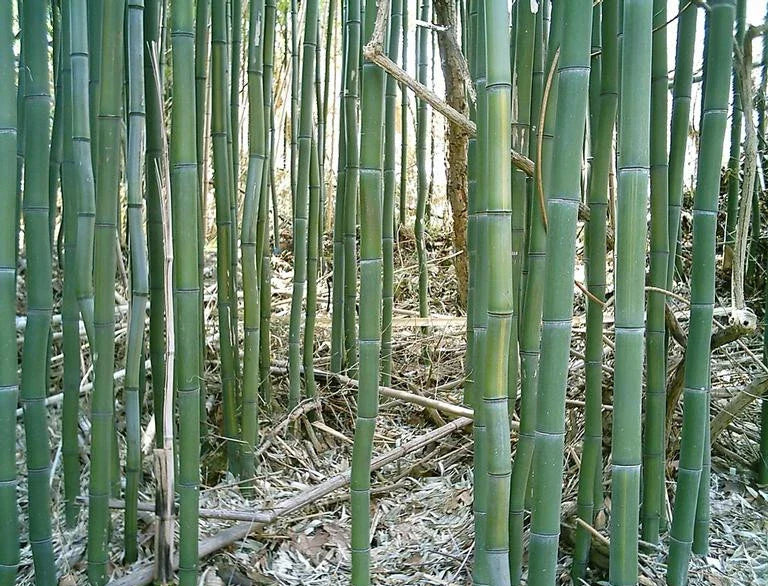 Yellow Groove Bamboo Rhizome Cuttings 3ct | Phyllostachys aureosulcata | Hardy for Zone 5