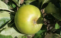 Reinette Clochard Apple Seeds - 25+ Premium Seeds for Garden Planting - Malus domestica - USA