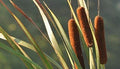 Cattail Seeds for Planting, 50 Count, Aquatic Plant Seeds, Typha latifolia