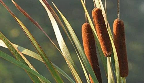 Cattail Seeds for Planting, 50 Count, Aquatic Plant Seeds, Typha latifolia