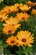 Yellow Cape Daisy Seeds - 200+ Pack for Garden Planting - Dimorphotheca sinuata - USA Grown, Free Shipping