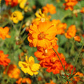 Diablo Cosmos Seeds - 200+ Pack for Garden Planting - Colorful Annual Flowers - Cosmos bipinnatus