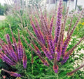 Lead Plant Seeds - 100+ Native Wildflower Seeds for Poor Soils, Drought & Heat Tolerance, Pollinator Friendly (Amorpha canescens)