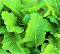 Florida Broadleaf Mustard Seeds 300+ Non-GMO | Brassica juncea | Heirloom Garden Seeds for Planting