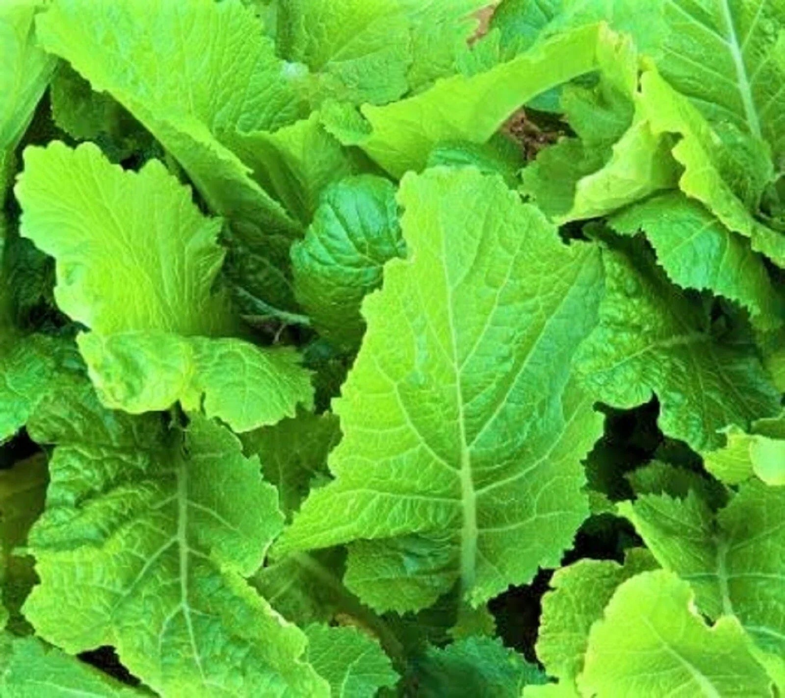 Florida Broadleaf Mustard Seeds 300+ Non-GMO | Brassica juncea | Heirloom Garden Seeds for Planting