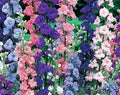 Rocket Larkspur Seeds - 100 Fresh Seeds - Delphinium ajacis - Easy to Grow Annual Flowers - Free Shipping