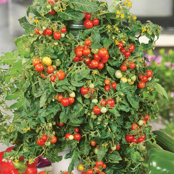 Tomato Seeds - Large Red Cherry - Set of 40+ Seeds - Solanum lycopersicum - Non-Californian Shipping