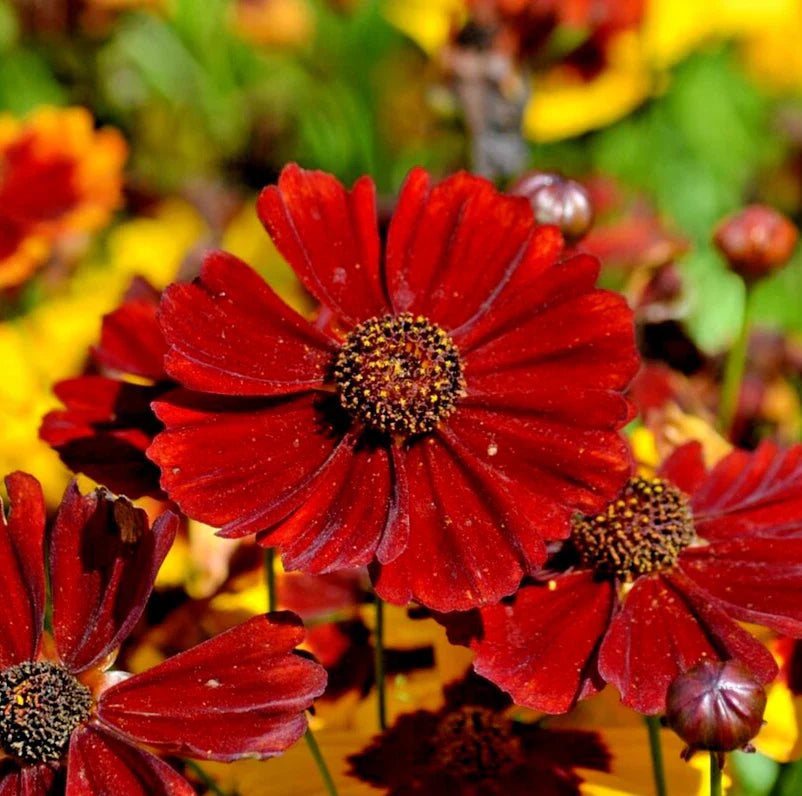 Coreopsis Seeds - 20,000 Count - "Red Dwarf" Plains Coreopsis - Annual Flowers - Coreopsis tinctorius