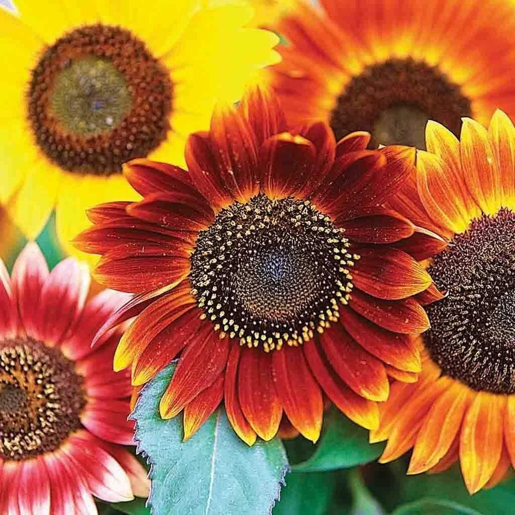 Evening Sunset Blend Sunflower Seeds | 25+ Seeds | Orange Yellow | Helianthus annuus