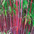 Red Bamboo Seeds - 25 Count - Exotic Privacy Plant for Garden Shade - Phyllostachys rubromarginata - US Seller