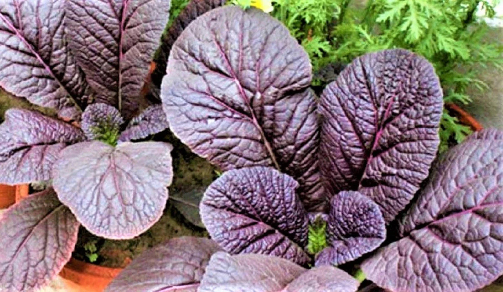 Red Giant Mustard Seeds 300+ Non-GMO Heirloom Seeds Brassica juncea - Free Shipping on 4+ Items