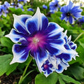 Morning Glory Seeds - 100pcs Perennial Climbing Flowers - Ipomoea Tricolor