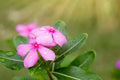 Vinca Seeds Set of 500 - Sunsplash Light Pink - Catharanthus roseus - Non-California Shipping