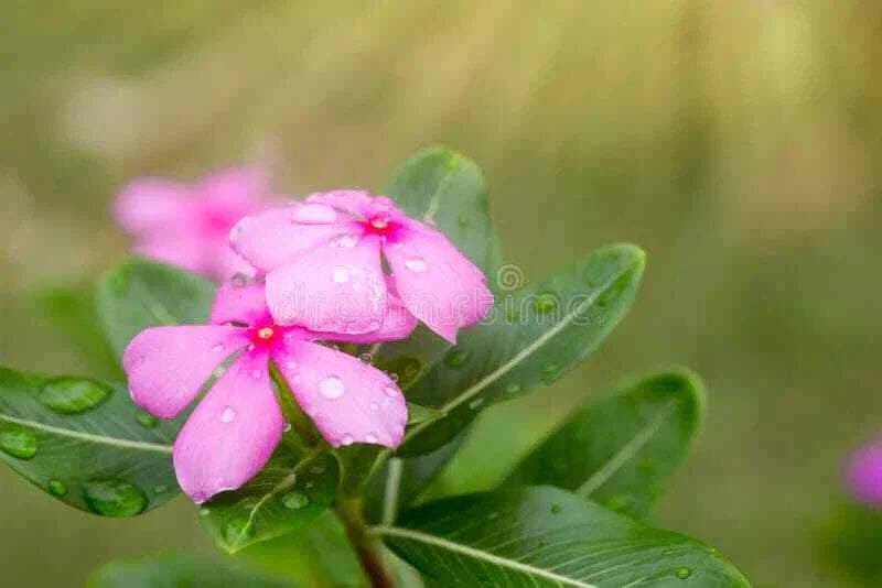Vinca Seeds Set of 500 - Sunsplash Light Pink - Catharanthus roseus - Non-California Shipping