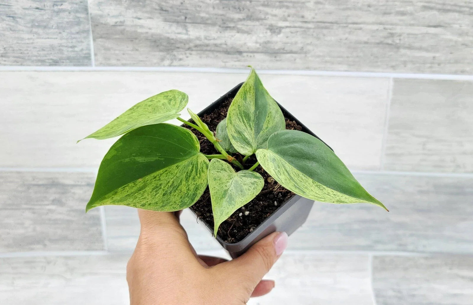 Philodendron Hederaceum Variegated Live Plant - 4" Pot - Variegated Heart Leaf Plant - Easy Care Houseplant