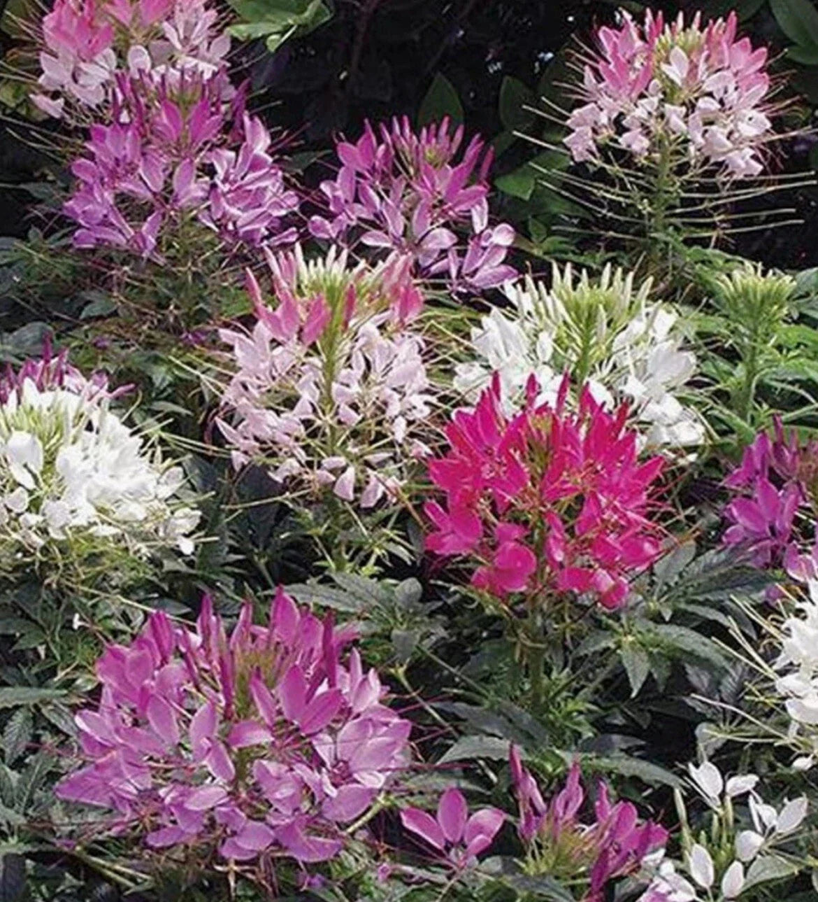 Cleome Seeds - 200+ Mixed Colors - Spider Plant - Cleome hassleriana - Ideal for Fall Planting