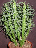 Euphorbia Loricata Cuttings - 3" Long - Rare Succulent Plant - Drought Tolerant, Unique Texture