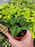 Hosta Rock Princess 2" Pot True Miniature Perennial Shade Plant (Hosta ‘Rock Princess’)