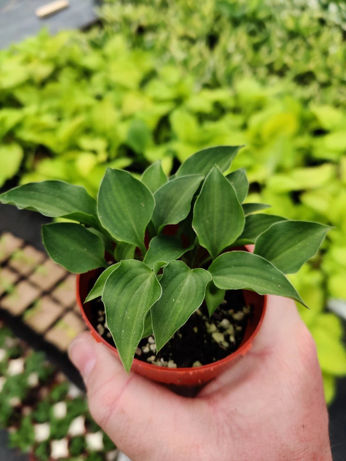 Hosta Rock Princess 2" Pot True Miniature Perennial Shade Plant (Hosta ‘Rock Princess’)
