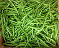 Blue Lake Bush Green Bean Seeds - Fresh Seeds for Home Garden - Phaseolus vulgaris