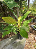 XL Philodendron Moonlight Plant, 6" Pot, 24" Tall, 24" Wide, Philodendron 'Moonlight'