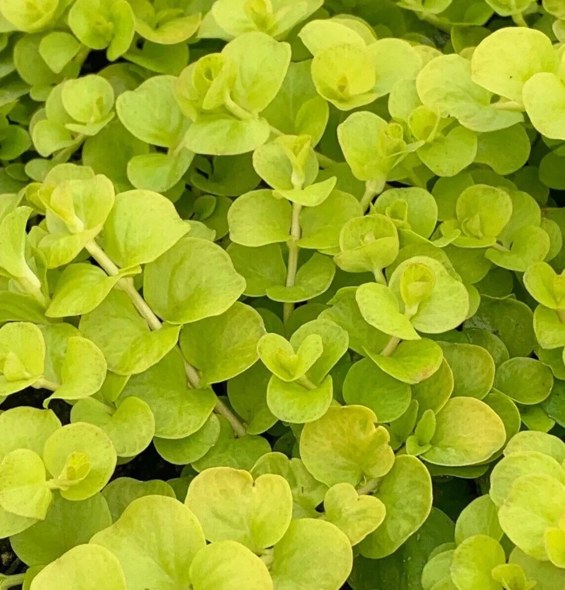 Golden Creeping Jenny Moneywort Live Starter Plants - 10 Bare Root Ground Cover (Lysimachia nummularia)