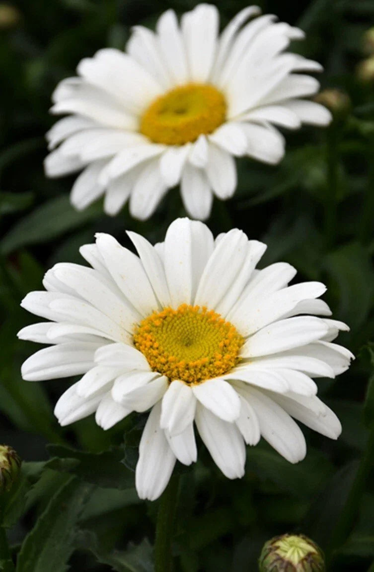Sweet Daisy Christine Shasta Daisy Plant - Bare Root - Gold, White, Yellow Flowers - Leucanthemum x superbum - 3 Roots