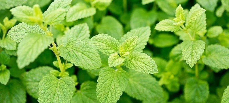 Lemon Balm Seeds 100 - 5000 Heirloom Herb Citrus Aroma Melissa officinalis, Repels Mosquitos