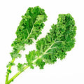 Dwarf Siberian Cabbage Seeds - 500+ Count for Garden Planting - Brassica oleracea - USA Grown, Free Shipping