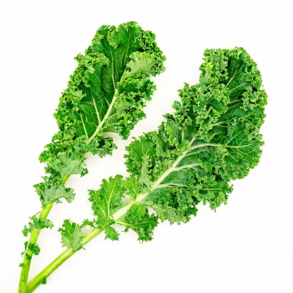 Dwarf Siberian Cabbage Seeds - 500+ Count for Garden Planting - Brassica oleracea - USA Grown, Free Shipping
